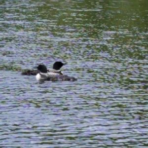 Meet your Posher, Ann